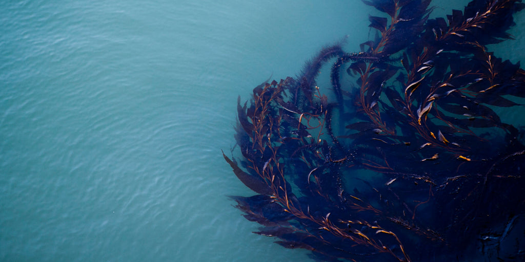The science and nurture of seaweed